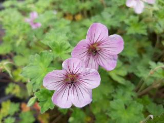 Geranium hybride 'Joy'