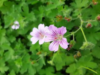 Geranium hybride 'Karen Wouters'