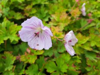 Geranium hybride 'Lilac Ice'
