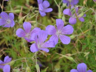 Geranium hybride 'Nimbus'