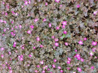Geranium hybride 'Orkney Cherry' ®