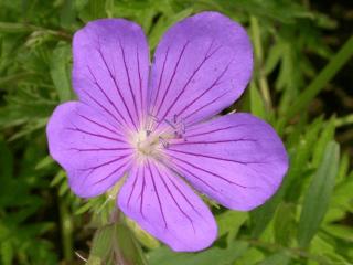 Geranium hybride 'Orion'