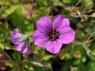 Geranium hybride 'Patricia'