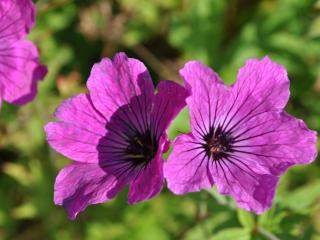 Geranium hybride 'Red Admiral'