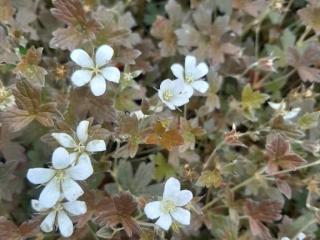 Geranium hybride 'Sanne'