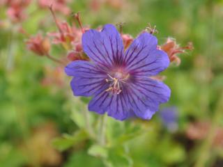 Geranium hybride 'Sabani Blue'