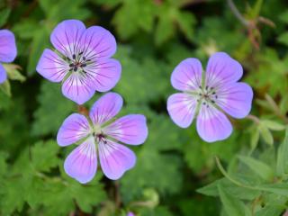 Geranium hybride 'Sweet Heidy' (PBR)