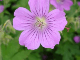 Geranium hybride 'Sirak'