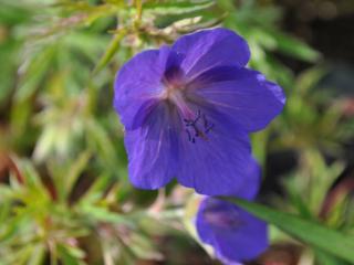 Geranium hybride 'Spinners'