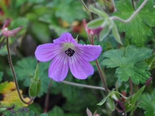 Geranium hybride 'Sylvia's Surprise' ®