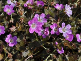 Geranium hybride 'Tanya Rendall' (PBR)