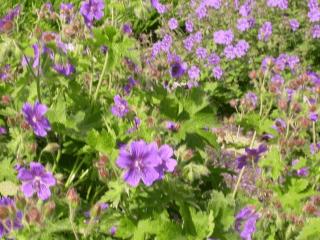 Geranium ibericum 'Turco'