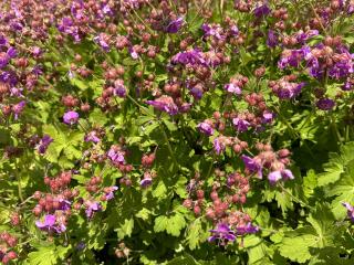 Geranium macrorrhizzum 'BeePub' ® 