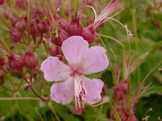 Geranium macrorrhizum 'Ingwersen's Variety'