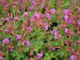 Geranium macrorrhizum 'Olympos'