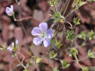 Geranium maculatum 'Espresso'