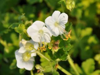 Geranium macrorrhizum 'White Ness'