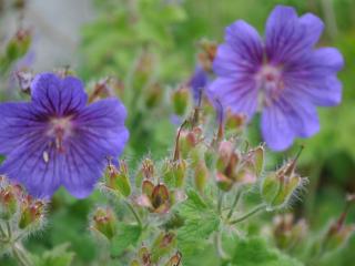 Geranium magnificum