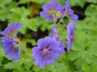 Geranium magnificum 'Rosemoor'