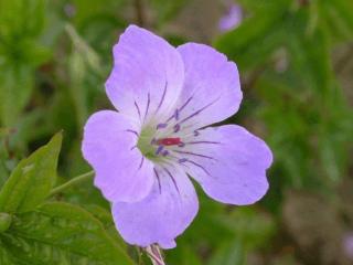 Geranium nodosum