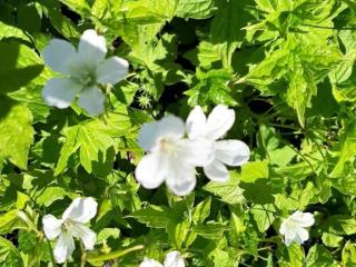 Geranium nodosum 'Silverwood'