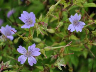 Geranium nodosum 'Simon'