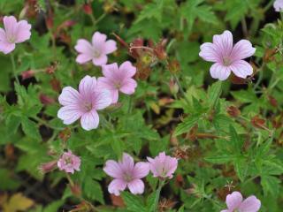 Geranium oxonianum 'A.T. Johnson'