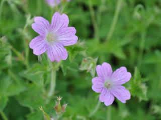 Geranium oxonianum 'Claridge Druce'