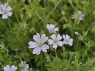 Geranium oxonianum 'Katherine Adèle'