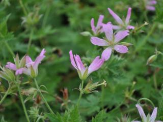 Geranium oxonianum 'Sherwood'