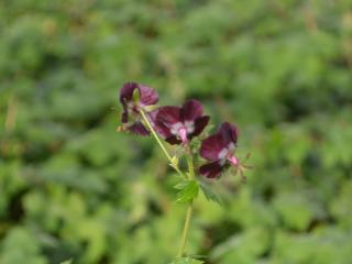 Geranium phaeum