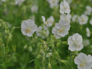 Geranium phaeum 'Album'