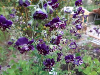 Geranium phaeum 'Joseph Green'