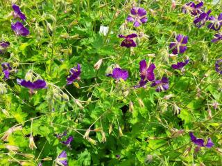 Geranium phaeum 'Klepper'