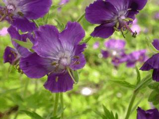 Geranium phaeum 'Lily Lovell'