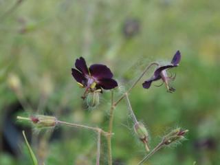 Geranium phaeum 'Mourning Widow'