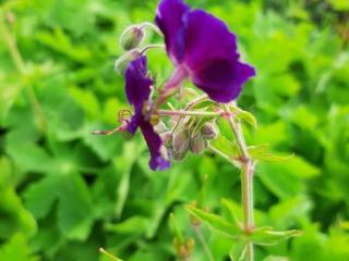 Geranium phaeum 'Raven'