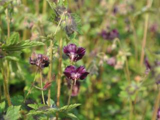 Geranium phaeum 'Samobor'