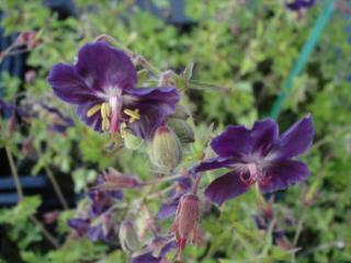 Geranium phaeum 'Springtime' (PBR)