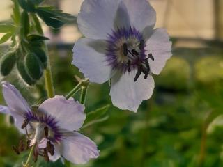 Geranium phaeum 'Wendy's Blush'