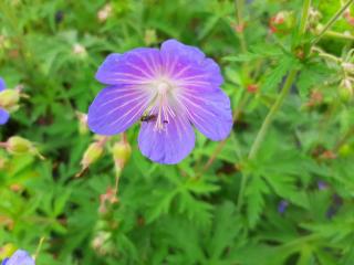 Geranium pratense