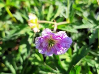 Geranium pratense 'Cloud Nine'