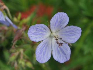 Geranium pratense' Mrs.Kend.Clark'