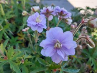 Geranium pratense 'Summer Skies'