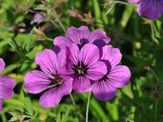 Geranium psilostemon