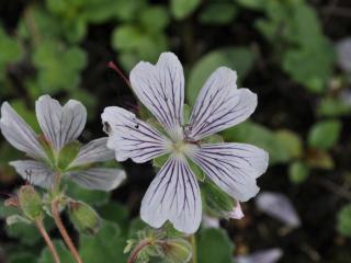 Geranium renardii