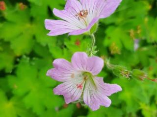 Geranium renardii 'Chantilly'