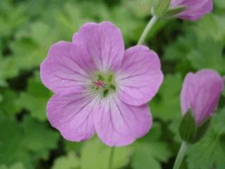 Geranium riversleianum 'Mavis Simpson'