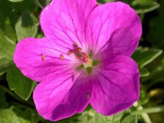 Geranium riversleianum 'Russell Prichard'