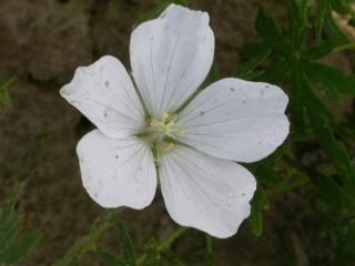 Geranium sanguineum 'Album'